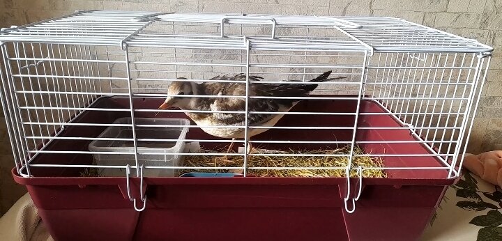 Только принесли домой