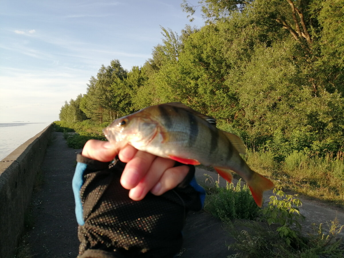 Удалось снять трёх некрупных окушков с большим трудом. Сударем даже и не пахнет. На закате и всплески его пропали вовсе