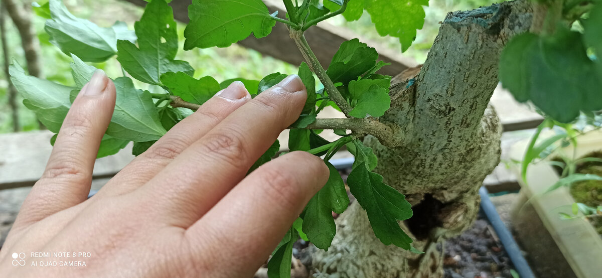 Основание ветки