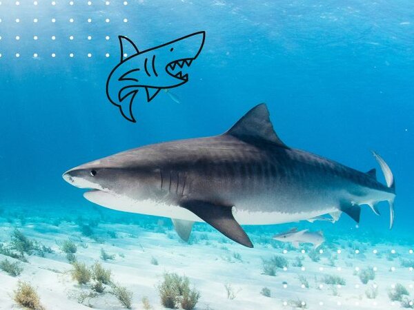 20 de fapte ciudate și înfricoșătoare despre ocean pe care le veți afla astăzi