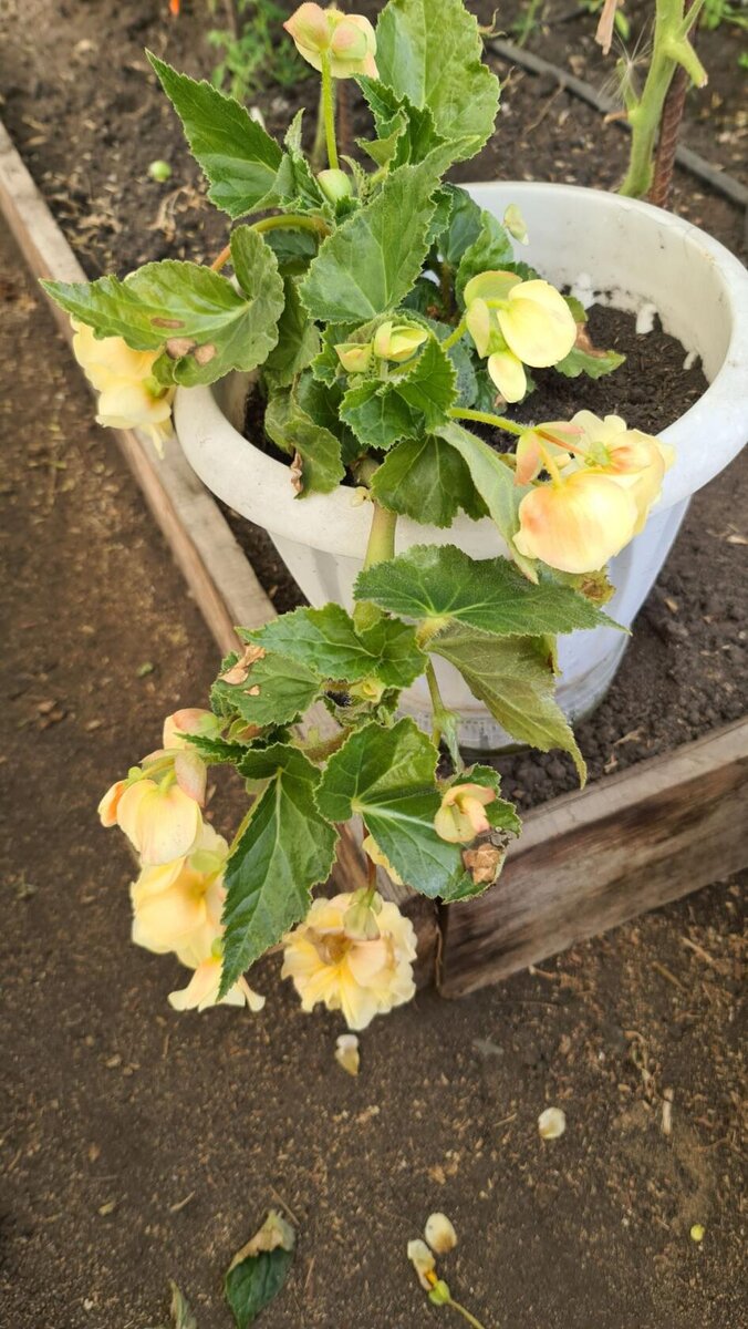 поставила пока в теплицу из за сильного ветра