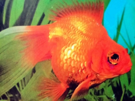 золотая рыбка