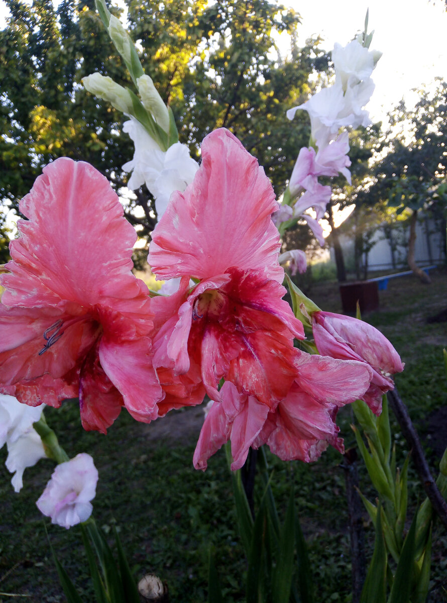 Это мои гладиолусы, хотела привести, но подумала, что завянут до 1 сентября 
