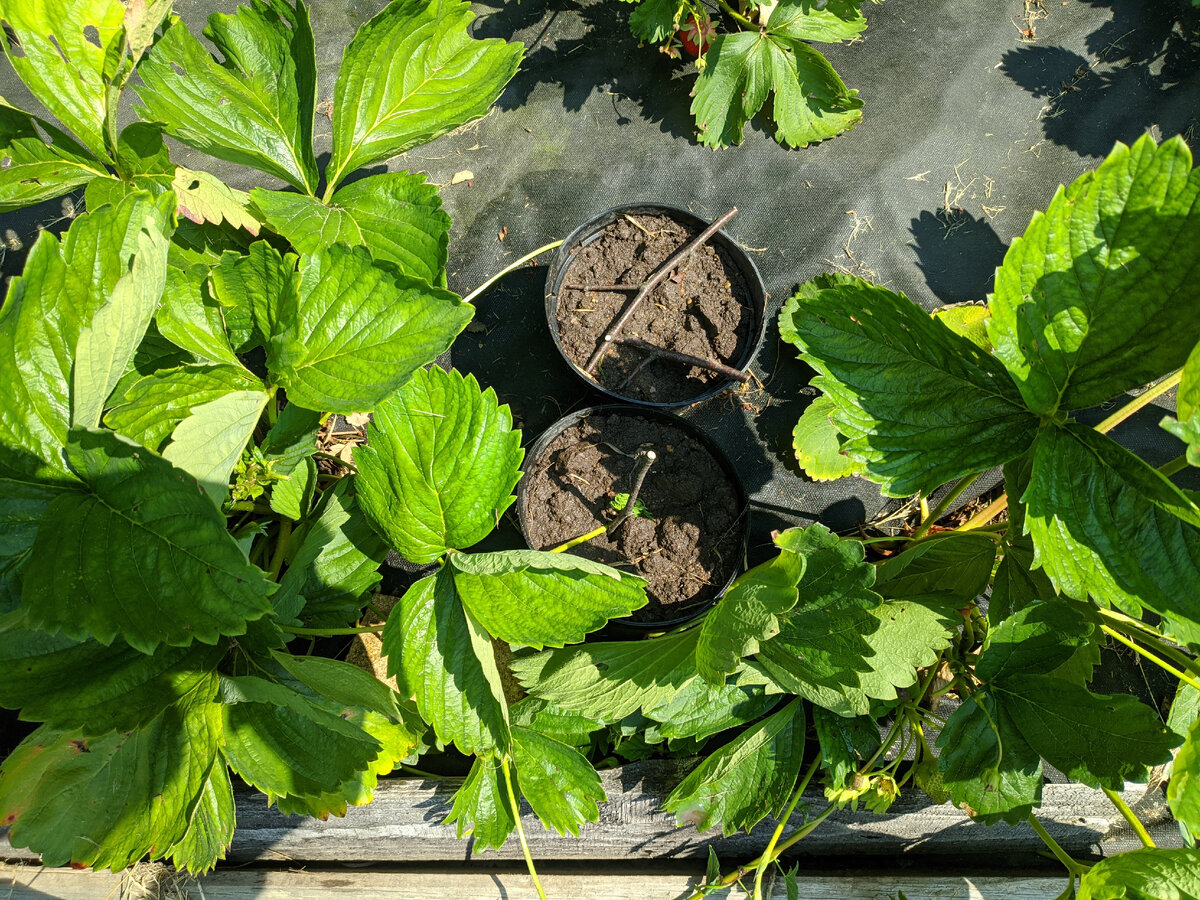 Это мато.чные кусты, на двуслойной нетканке. В горшочках усы фиксировала веточками с развилками, чтобы не выпадали и укоренялись где надо, а не где им захочется