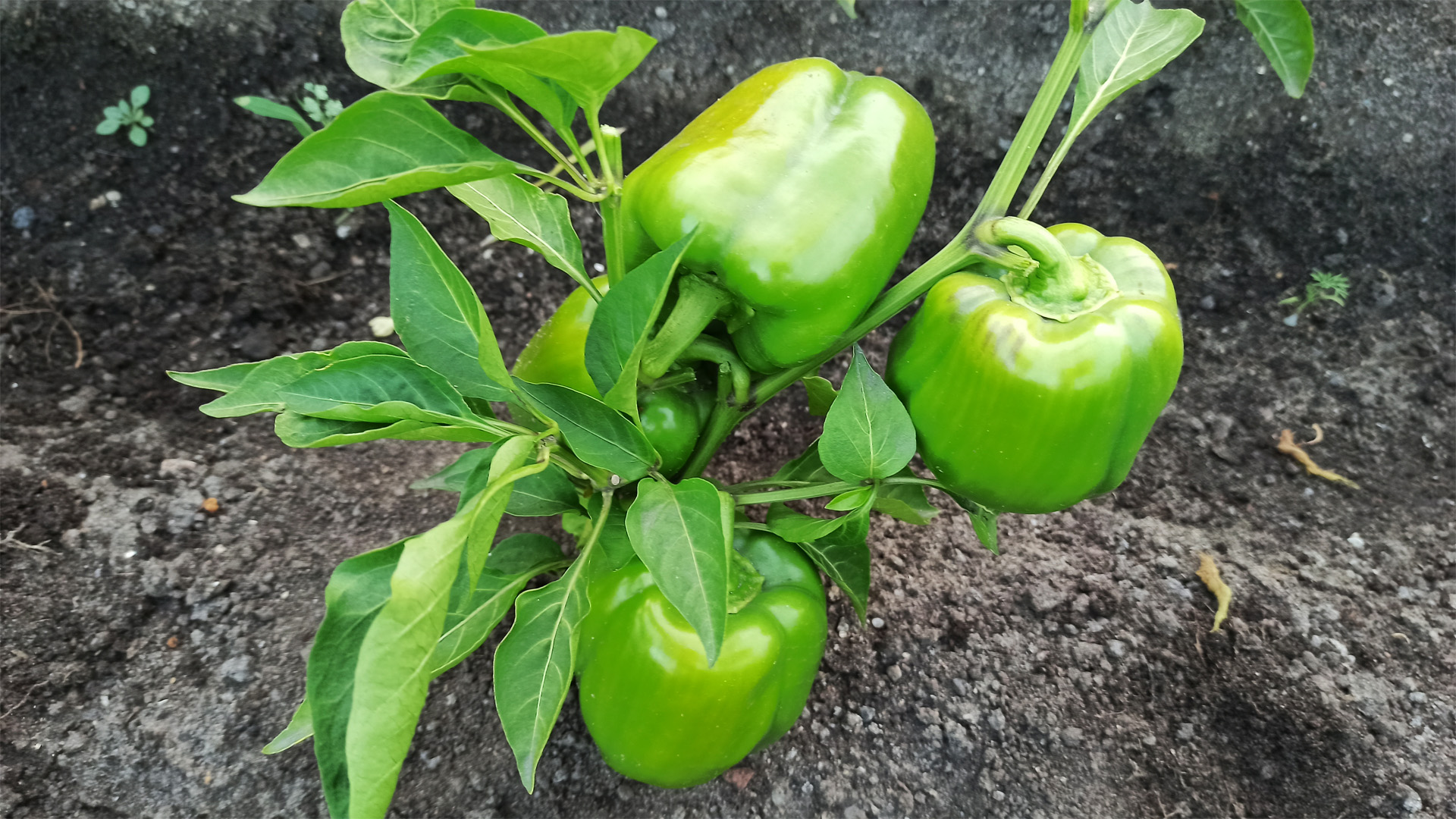 Биологическая спелость перец. Как ускорить созревание зеленого перца. Как созревают перцы. Как ускорить созревание зеленого перца. Созревание болгарского перца.