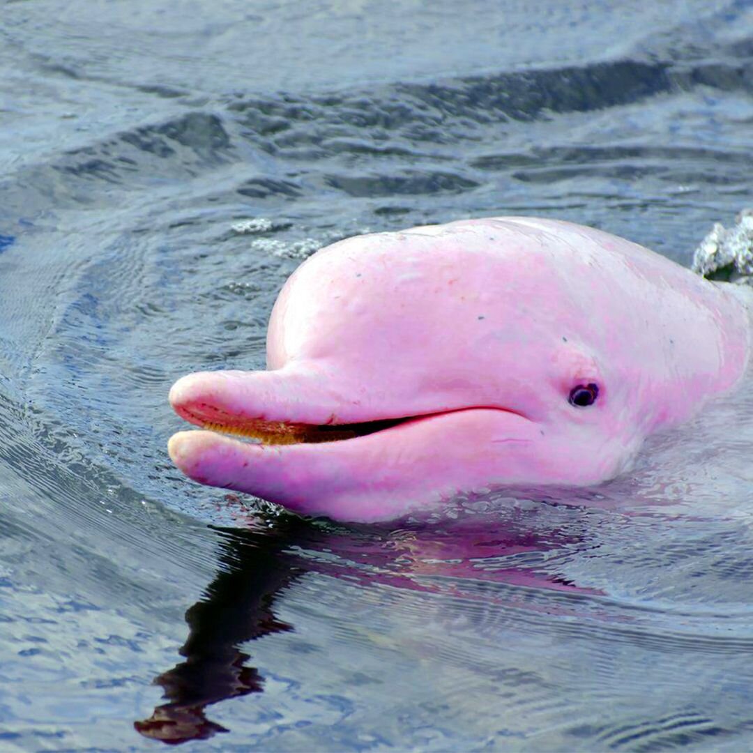  розовый дельфин