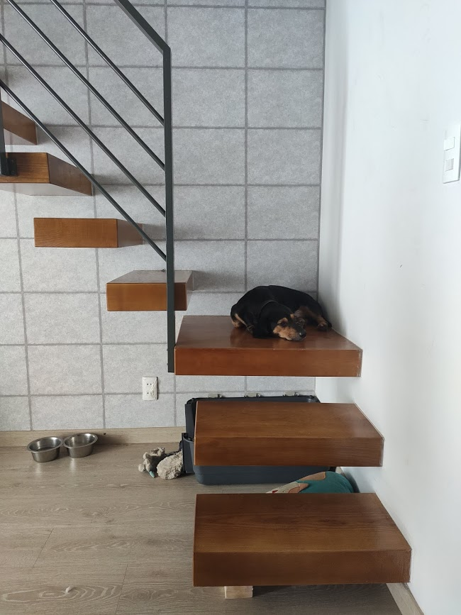 Вот Доги уже обжил ступеньки