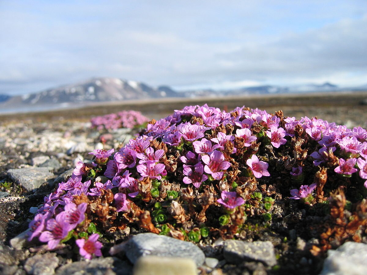 Самое северное растение. Полярная камнеломка. Камнеломка жёстколистная. Камнеломка Арктическая. Камнеломка в Арктике.