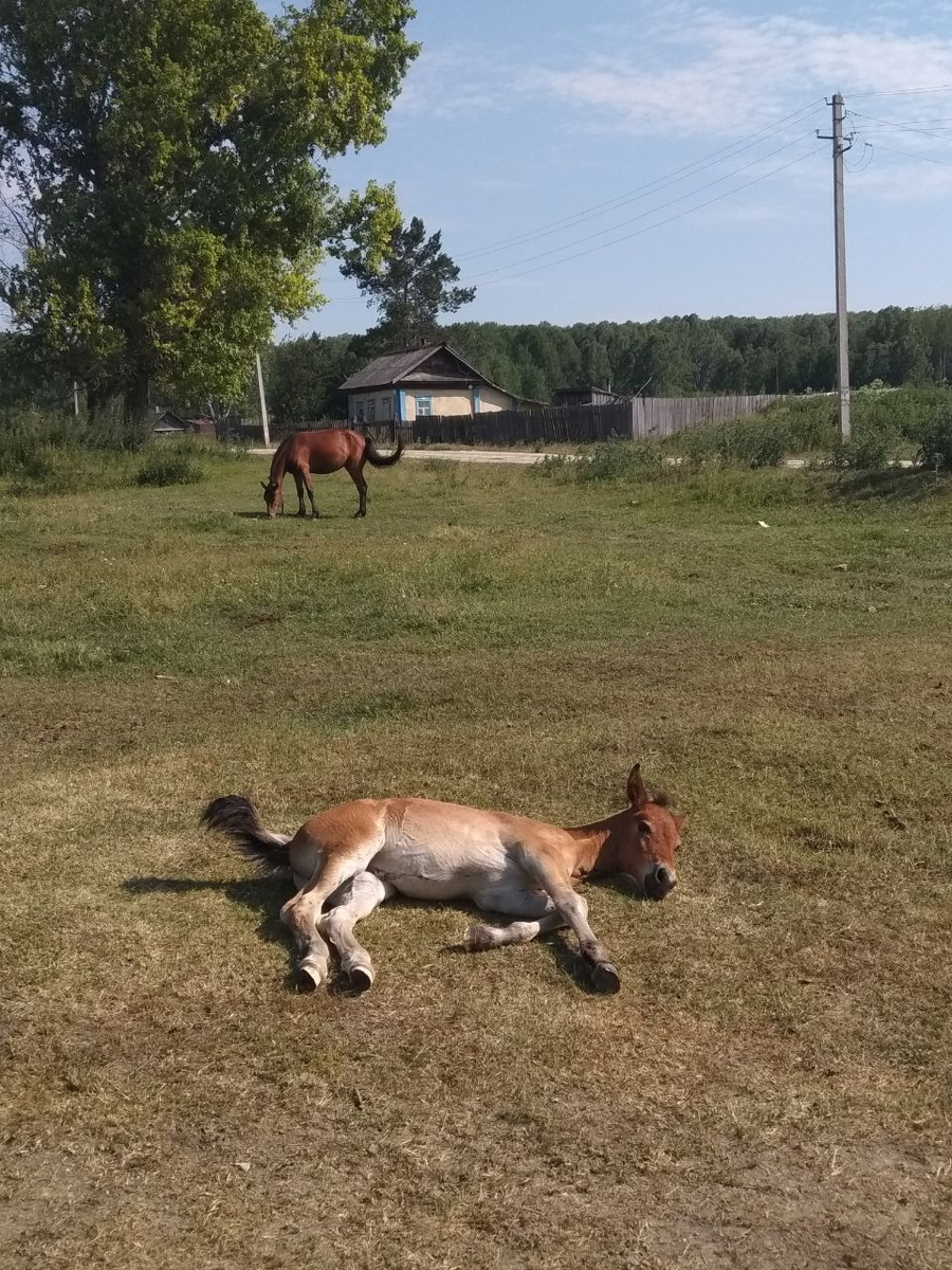 фото автора  с улиц нашей деревни.