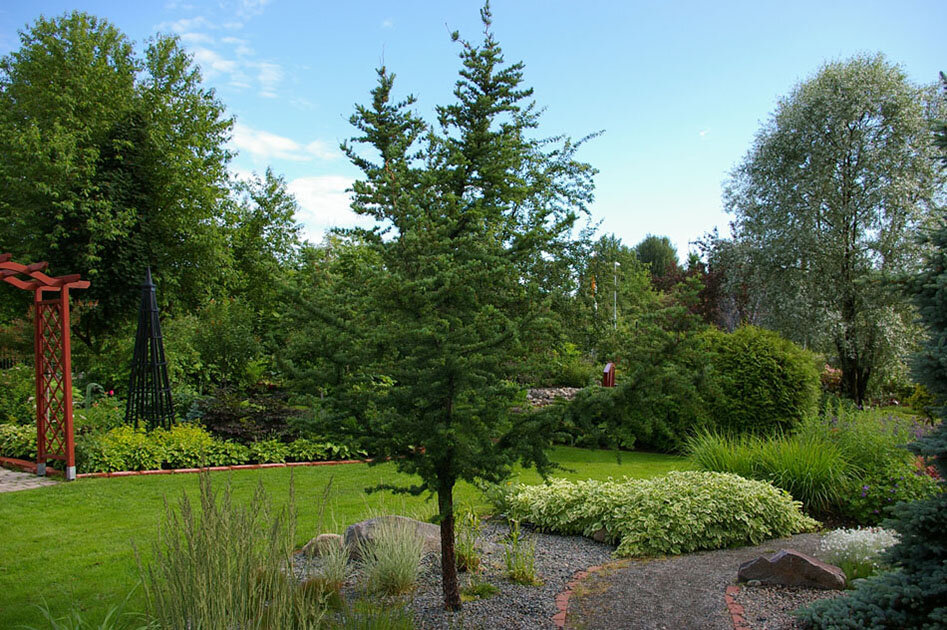 Лиственница отлично дополняет сад.