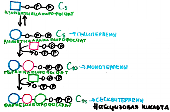 Схема синтеза абсцизовой кислоты (рисунок автора)