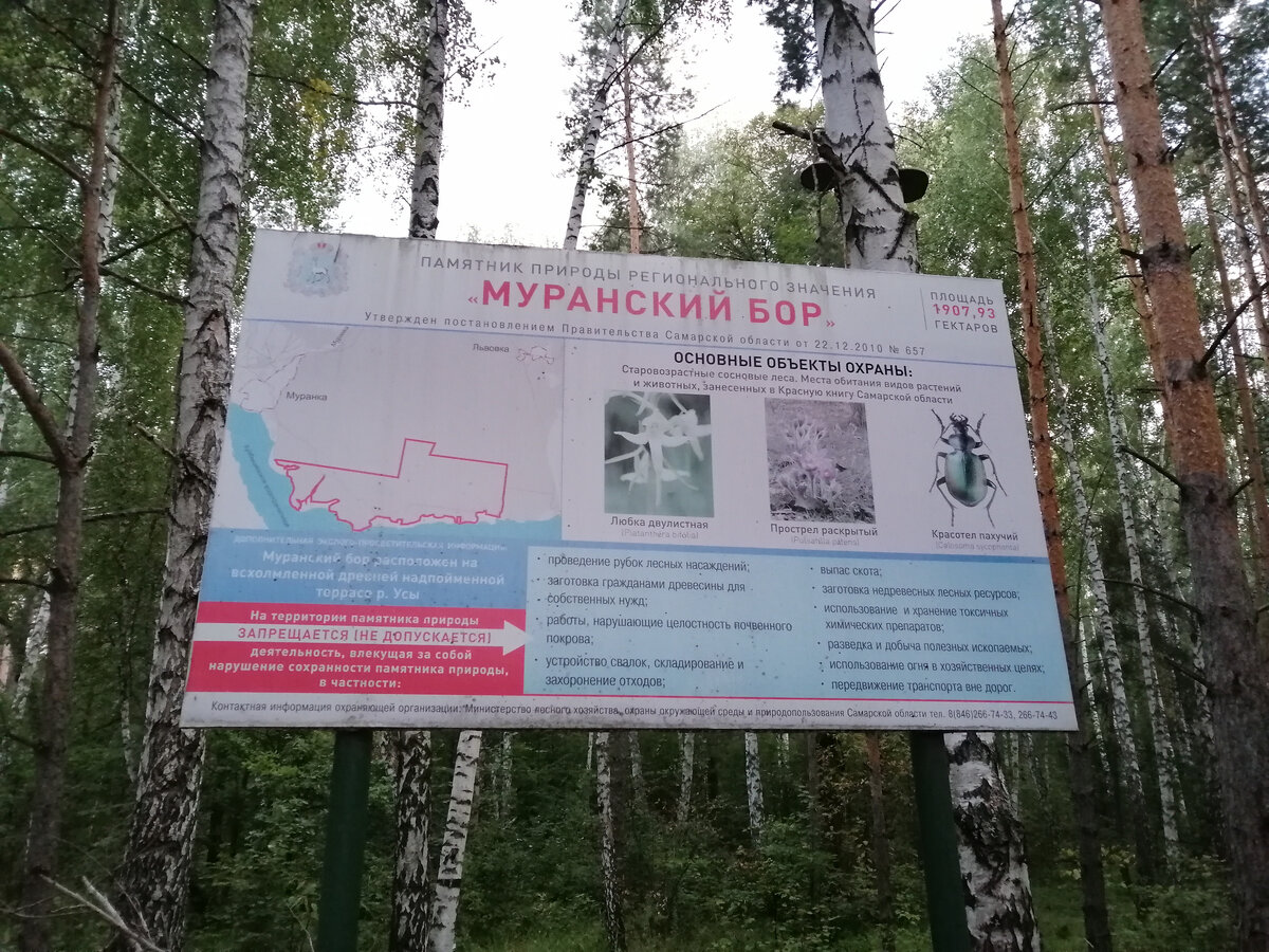 Орбита муранский бор. Муранский Бор турбаза. Муранский Бор Самара. Муранский Бор Уса. Карта Муранский Бор.