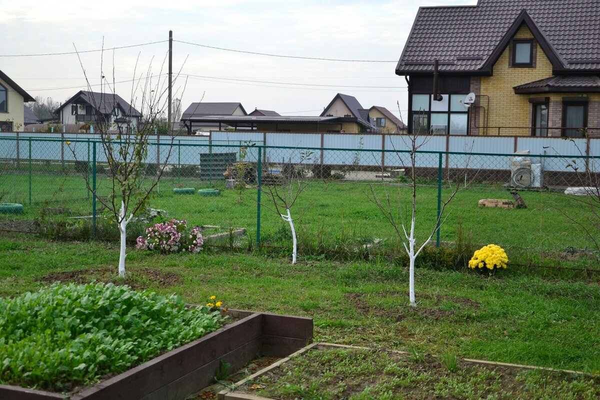 Хризантемы будут украшать ваш сад