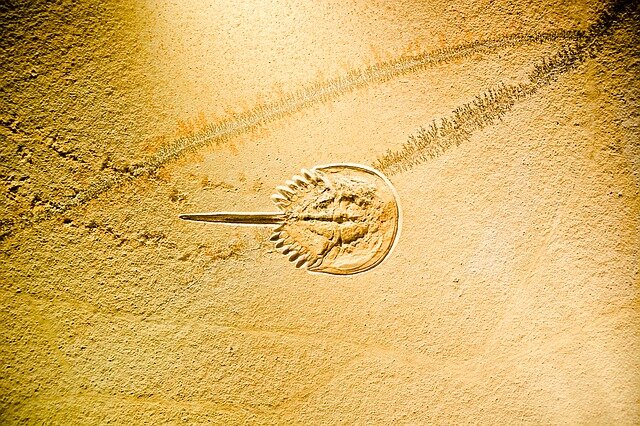 Окаменелость (Изображение TheUjulala с сайта Pixabay)