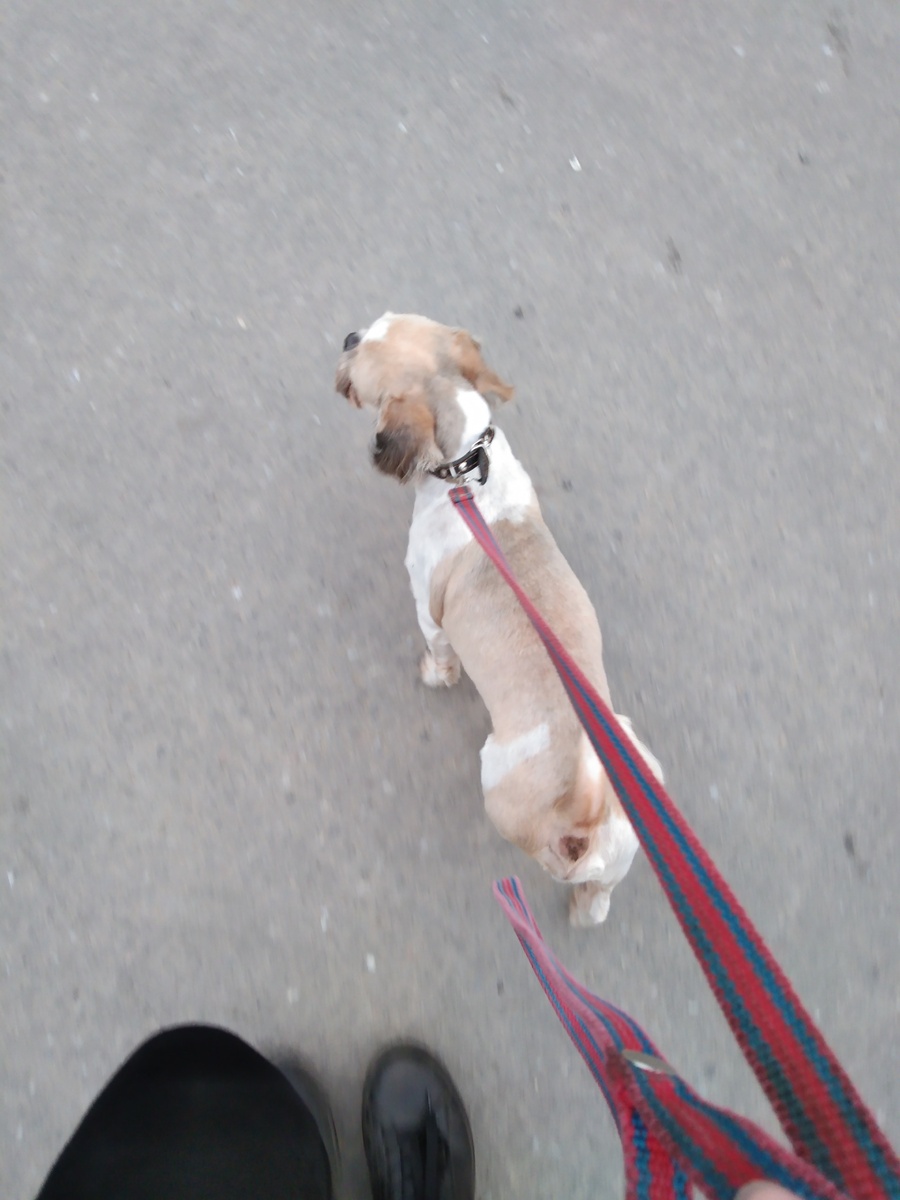 Вооброжулька