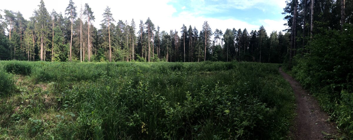 Сосновая роща