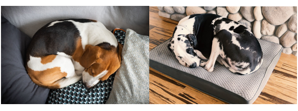 Как общее здоровье собаки может быть связано с позой, в которой она спит