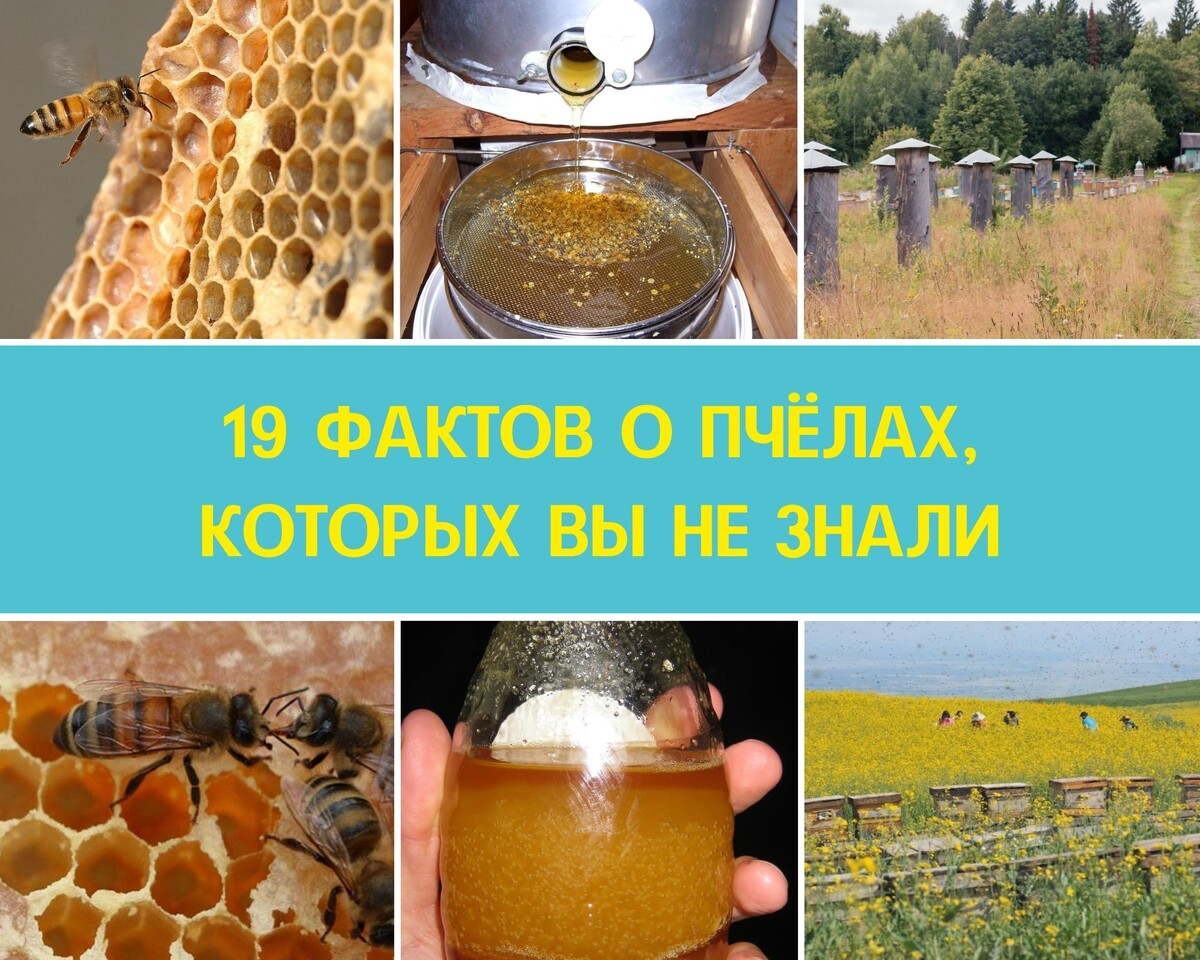 Мы собрали для вас 19 необычных фактов о пчелах. Скажите, какие из них показались вам интересными?