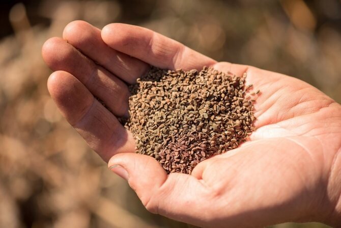  Подготовьте семена перед посевом
