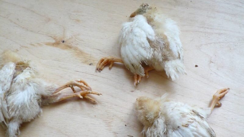 Цыплята падают на ноги. Иллюстрация для статьи используется с сайта kartoska.ru