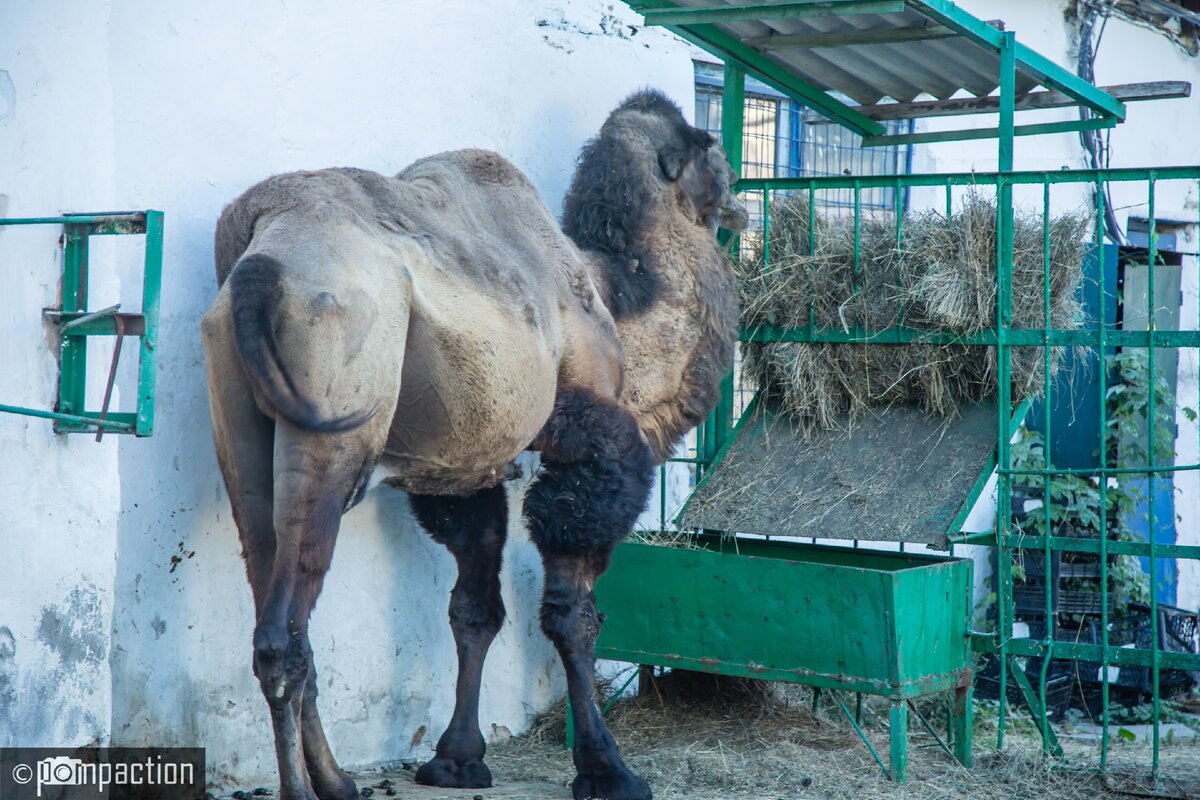 Шерстяной верблюд