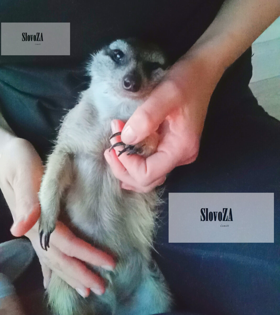 Малыш сурикат. Ласковый и нежный зверь.