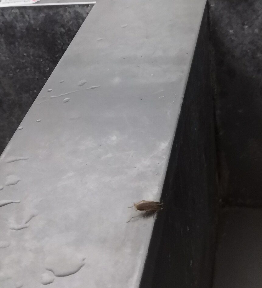 Вот, кстати, мой новый кореш