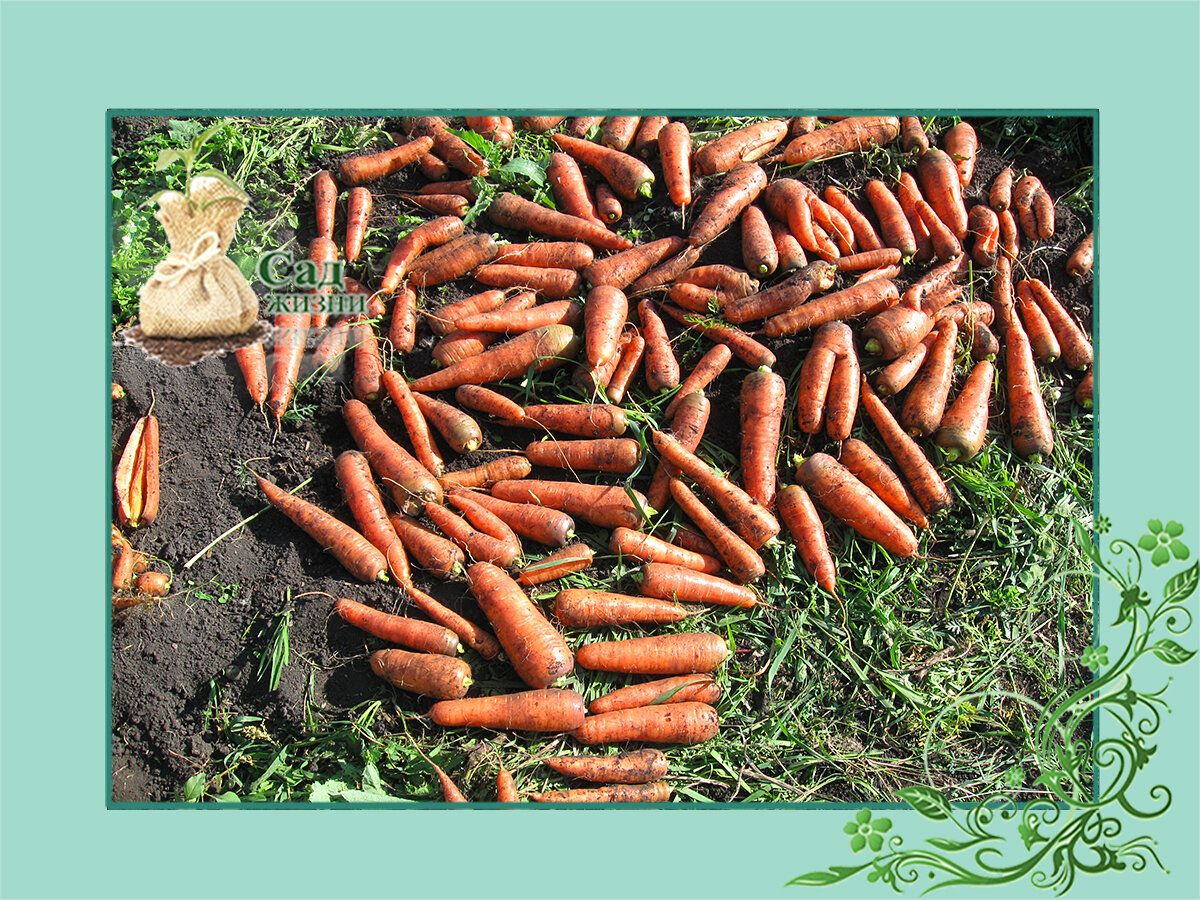 Собираем урожай моркови