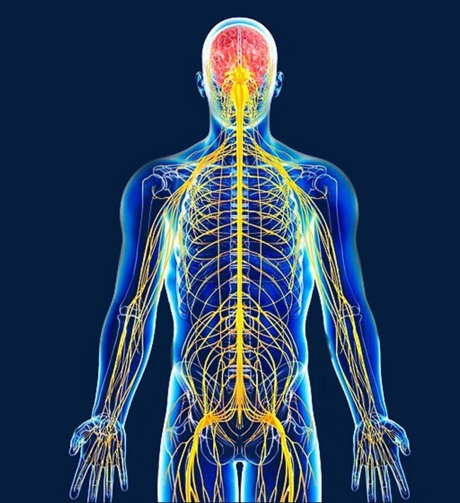 Нервная система разделяется на центральную нервную систему (ЦНС) и периферическую нервную систему (см. рис. 1). Центральная нервная система состоит из головного мозга и спинного мозга.
