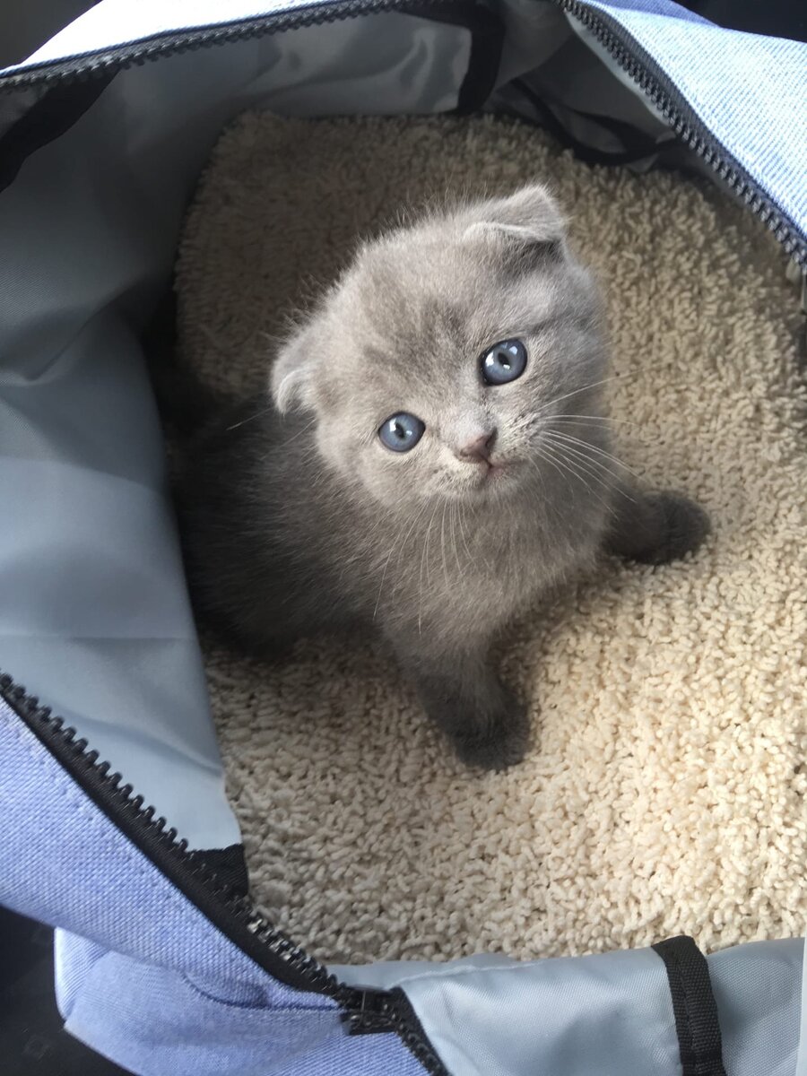 Маленькая Ева