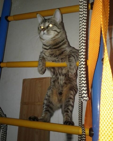 Покоряем высоты