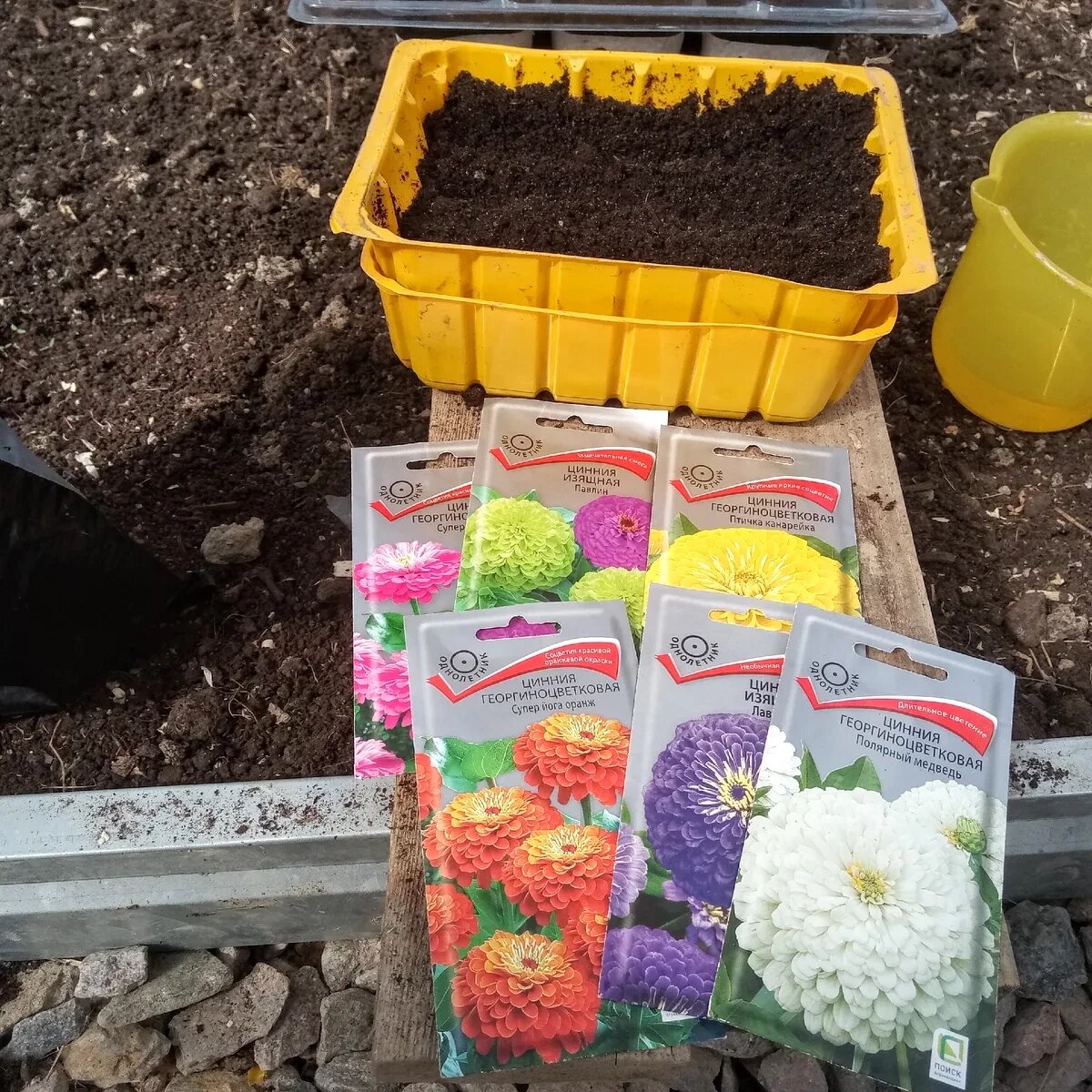 Сею циннии в контейнер в теплицу, 24 апреля 2020
