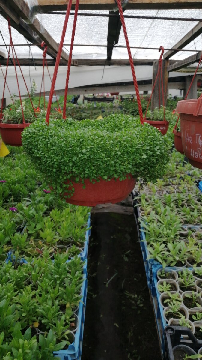 Микромята "мини минт" в кашпо