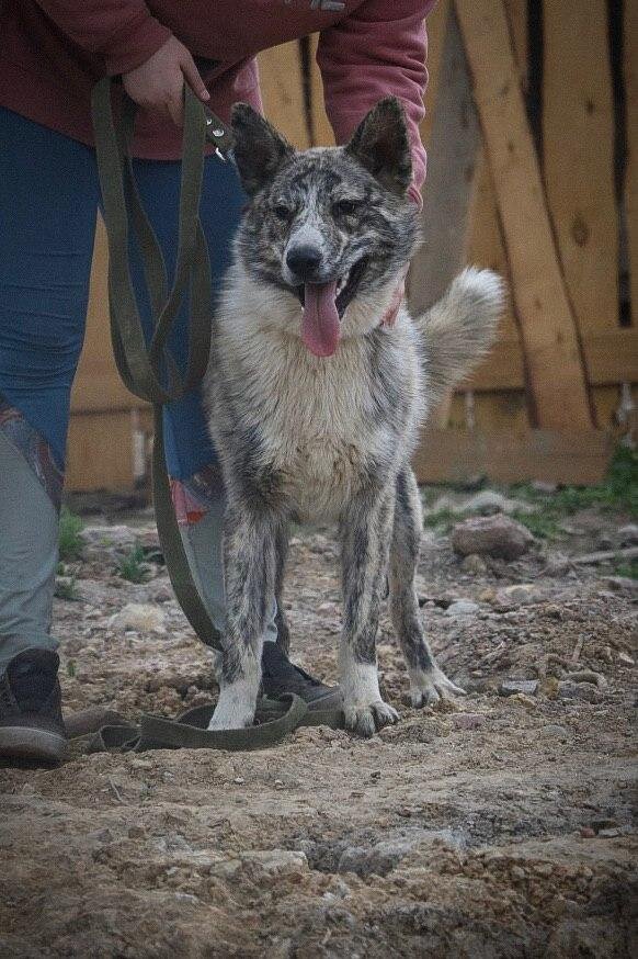 Уго-Уголёк сейчас. Фото из архива