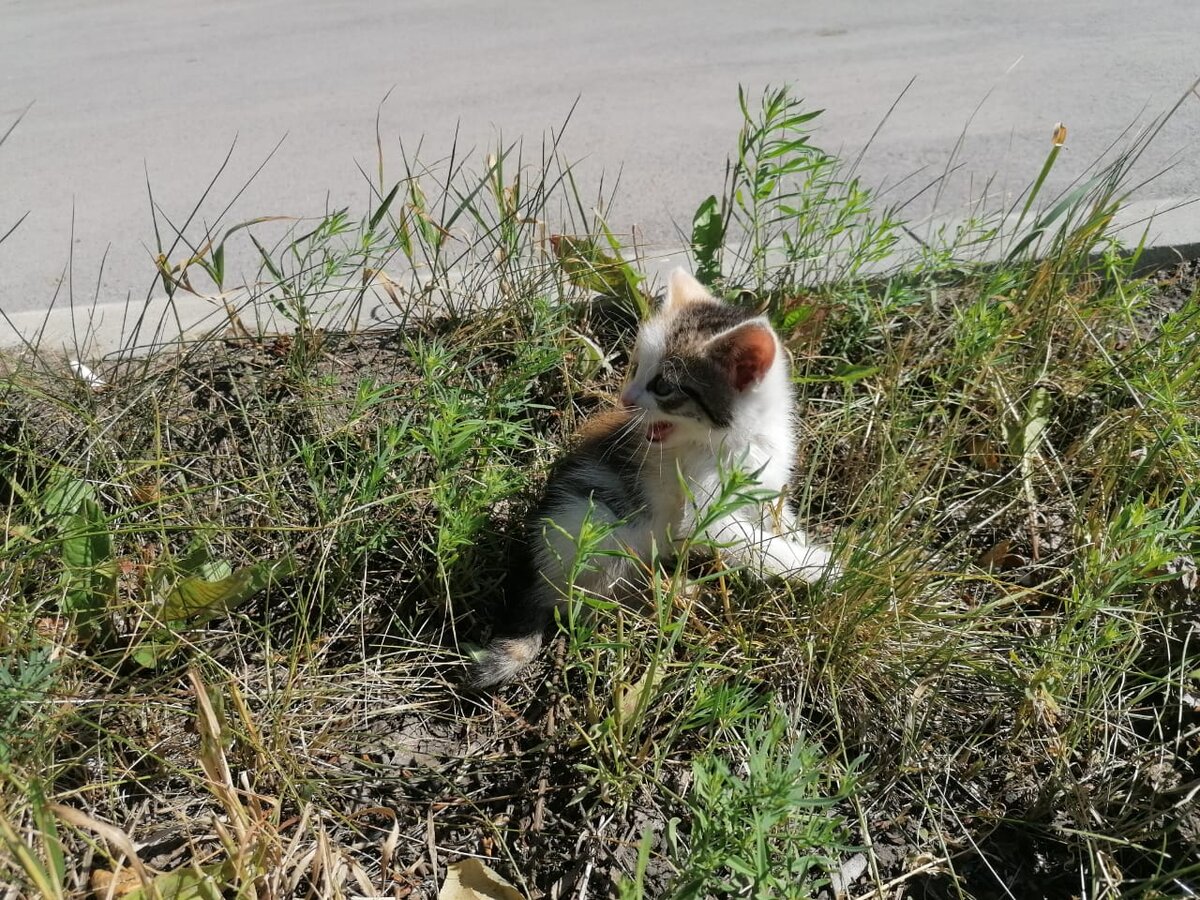 Котенок плачет
