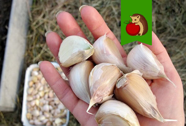 Фото: https://dacha.help/wp-content/uploads/2018/10/post_5bb8e099d150b.jpg