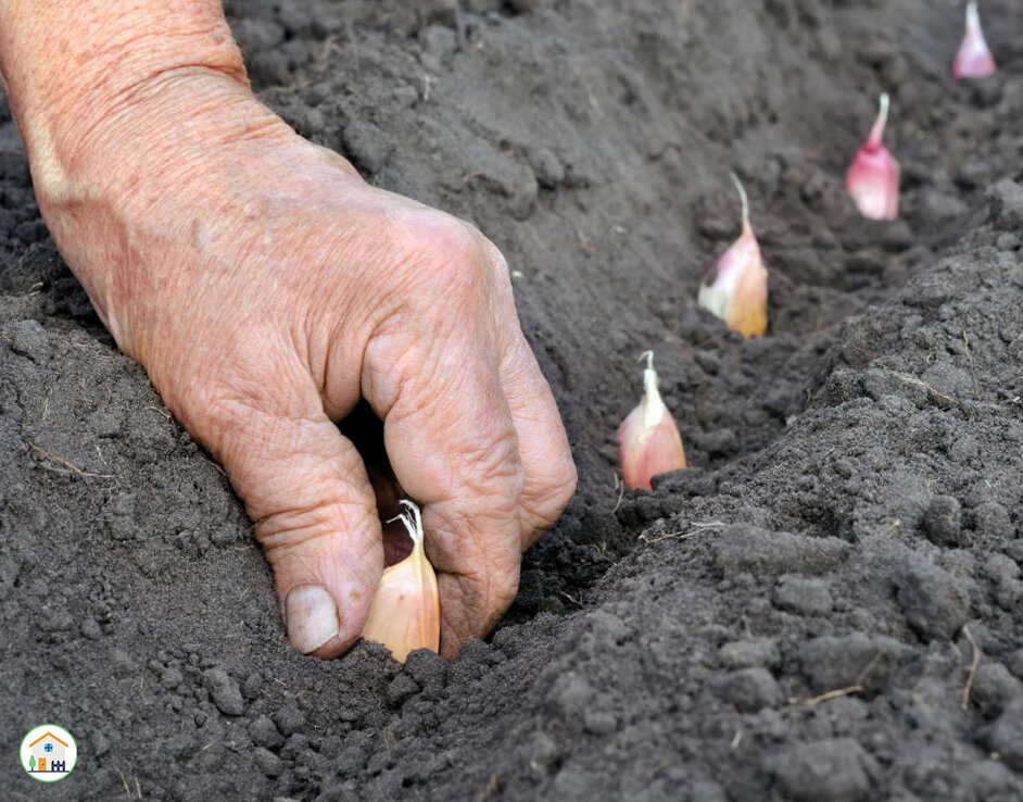 Посадка чеснока рёбрами на юг.