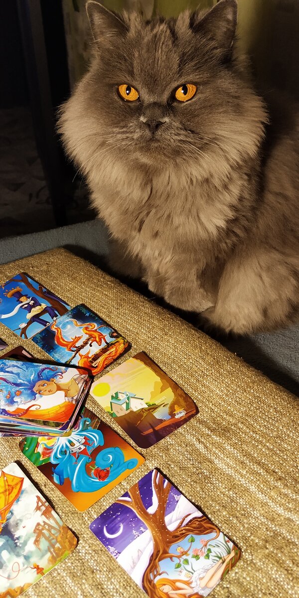 Кто ещё не знаком,моя очаровательная ассистентка Дарья. По этому сегодняшний расклад, будет с помощью её лёгкой лапки 🐾