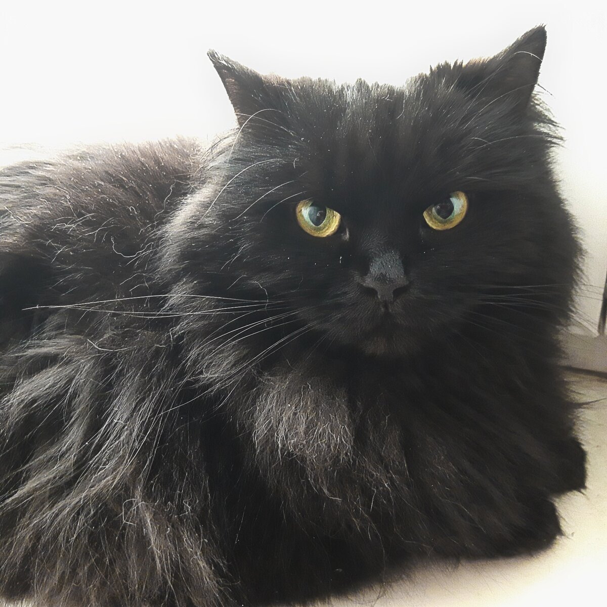 Эй, ты, лысое существо, совсем ты не кошка, поэтому смотри уважительнее. Да-да, это я тебе говорю!"