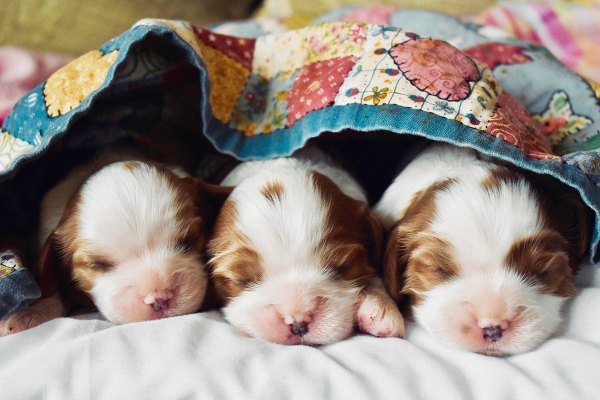 Фото из Unsplash с целью показать героев истории