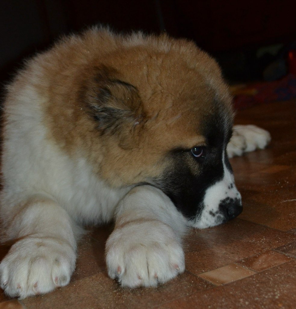 щенок КО - Чалар Душа Волка (м. Явира Шамир + о. Зидан Ласковый Зверь)