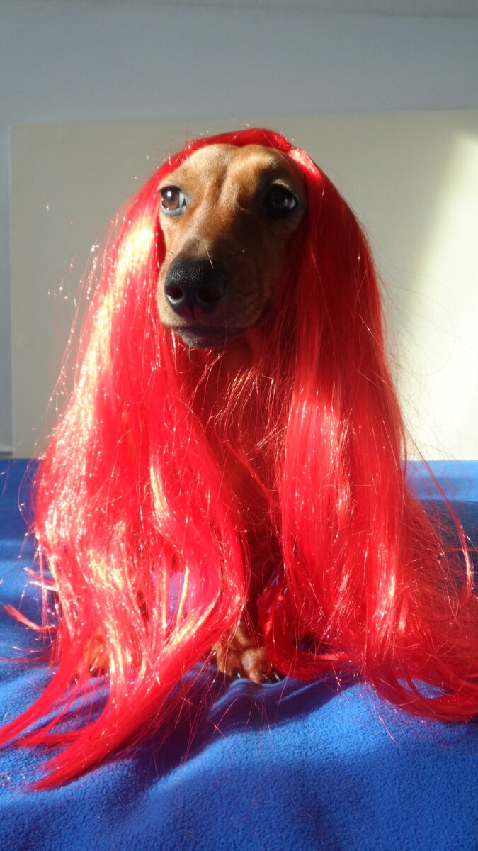 Такса Бася !