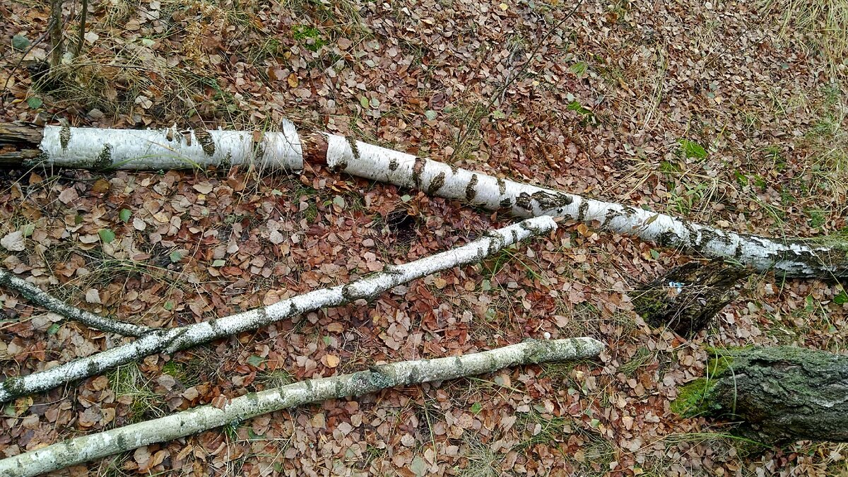 Хорошо иметь дачу или домик в деревне рядом с березовым лесом... Дрова - под ногами!