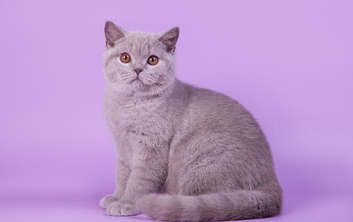 Фото со свободной лицензией из images.google.