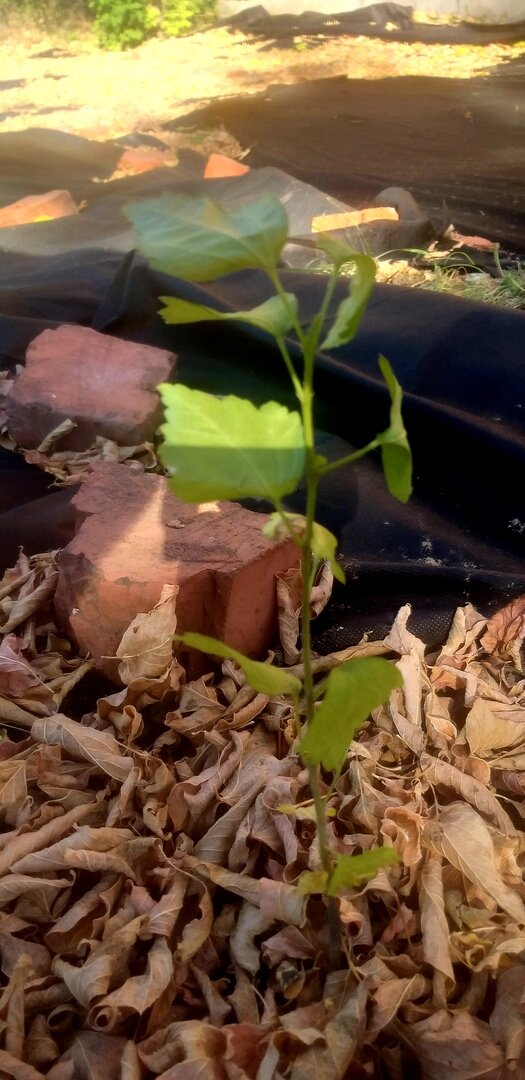 Малыш-расти