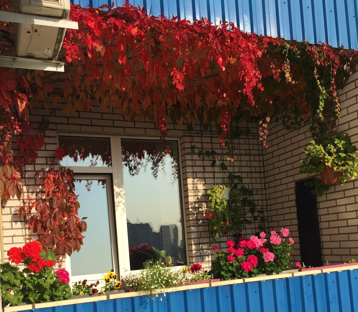 Джунгли на балконе прекрасны, особенно осенью (собственное фото)