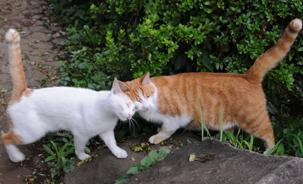 Источник: 4lapki