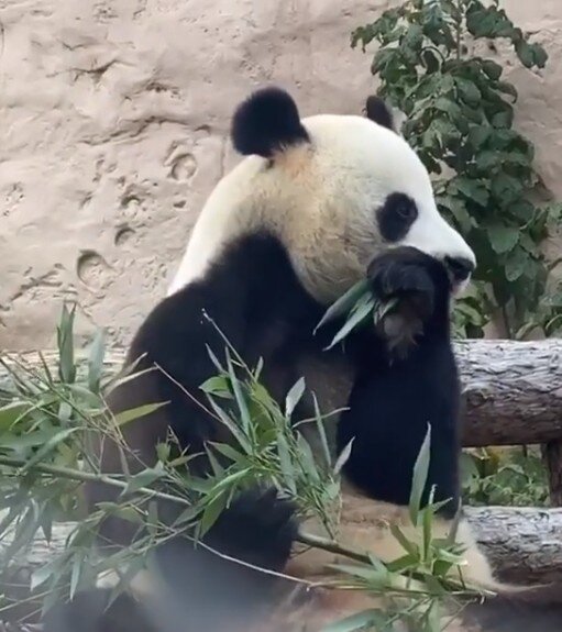 Скриншот со страницы Ксении Бородиной в Инстаграм