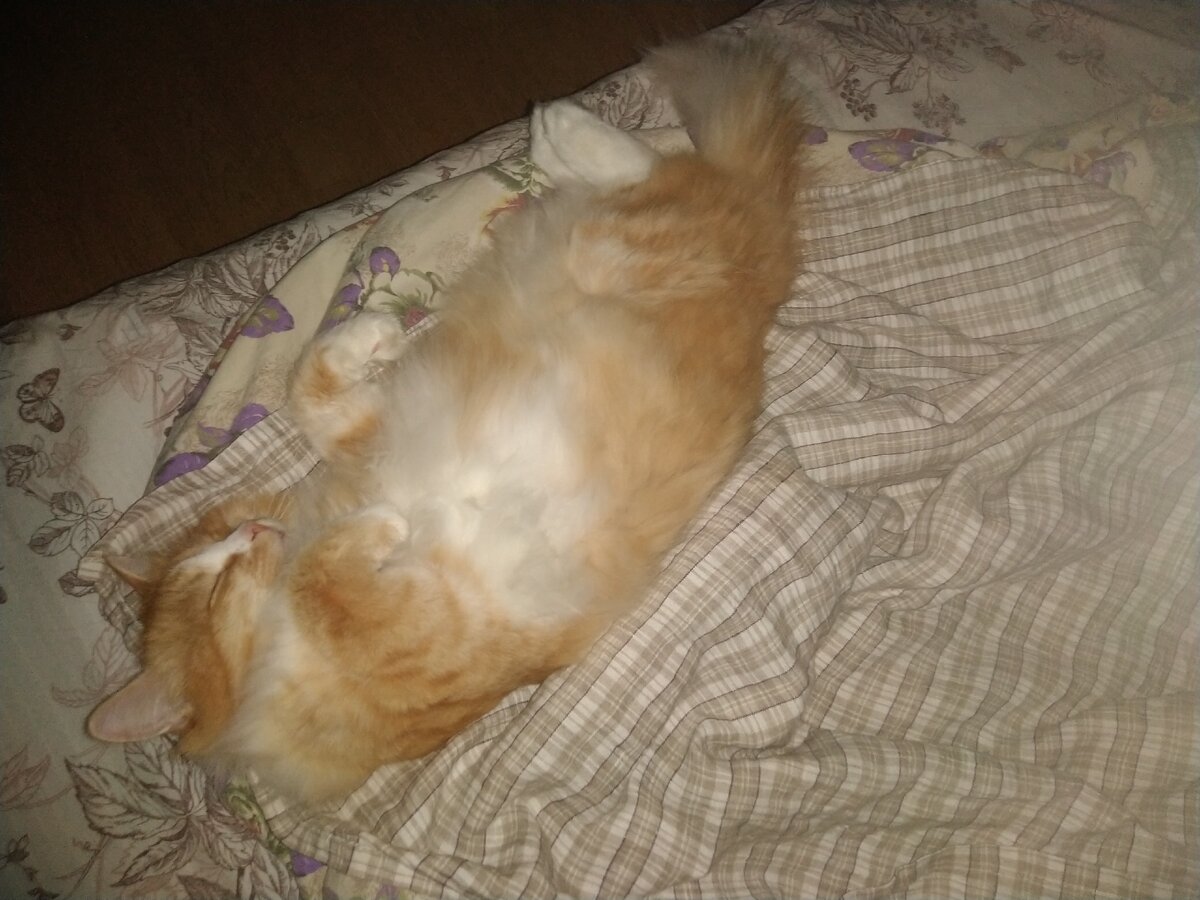 страдалец по кличке Рыжук.