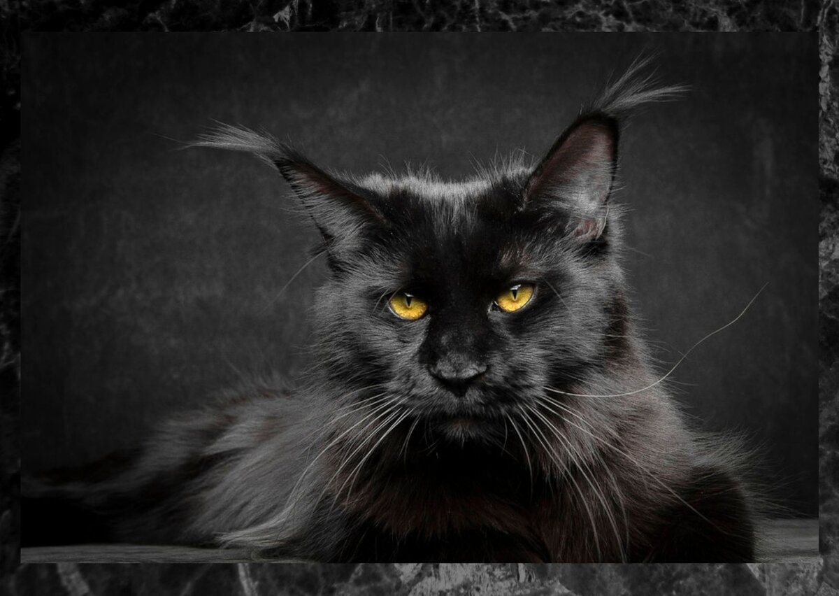 "Это потому, что я черный?" - как бы спрашивает он